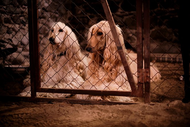 Lassie - Ein neues Abenteuer - Do filme