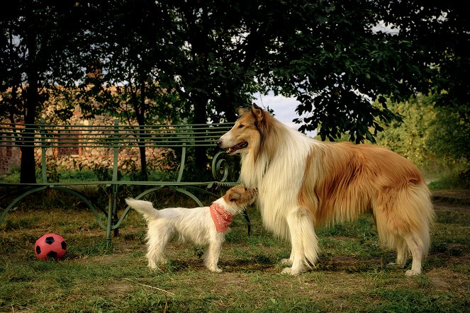 Lassie - Ein neues Abenteuer - Filmfotos