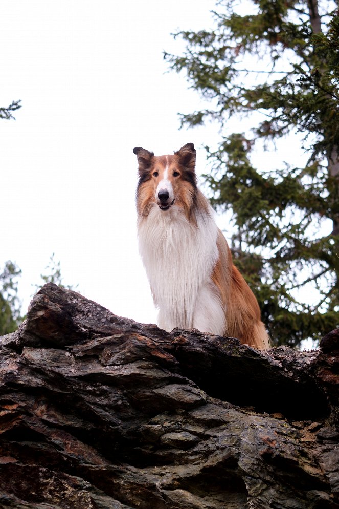 Lassie: A New Adventure - Photos