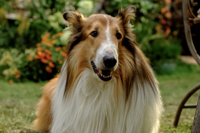 Lassie. Nowe przygody - Z filmu