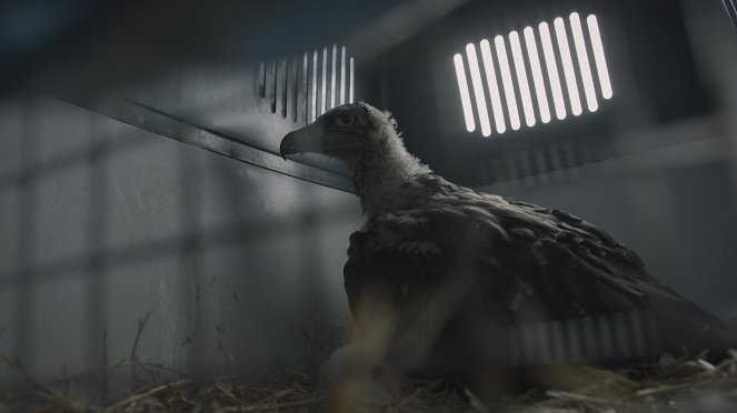 Le Temps des vautours - Van film