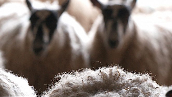 DokThema - Schafwolle – Rohstoff ohne Zukunft? - Filmfotos