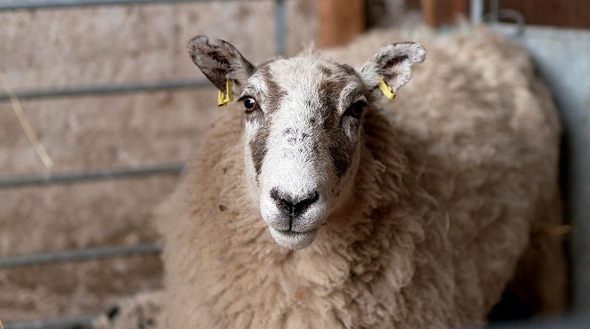 DokThema - Schafwolle – Rohstoff ohne Zukunft? - Photos