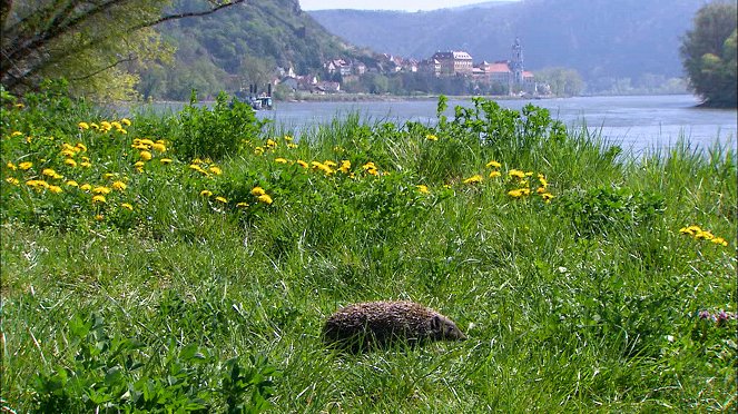 Universum: Sonnentiere der Wachau - Photos