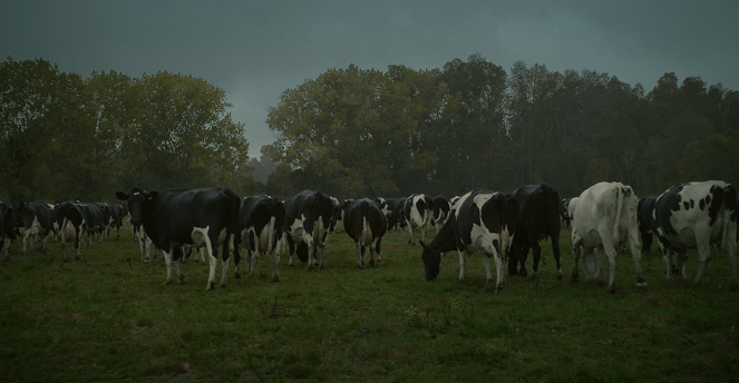 The Cow Who Sang a Song Into the Future - Photos