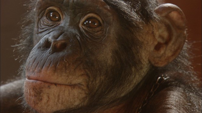 Ham, un chimpanzé dans l'espace - Van film