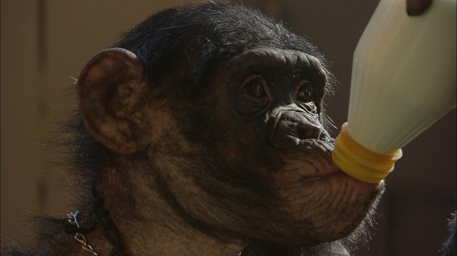 Ham, un chimpanzé dans l'espace - Filmfotók