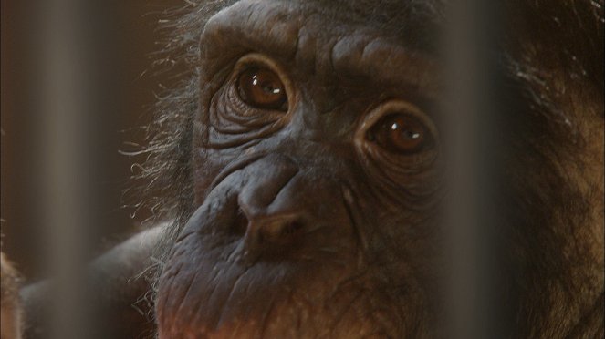 Ham, un chimpanzé dans l'espace - De la película