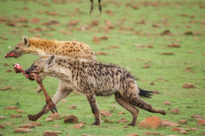 Running with the Beest - De la película