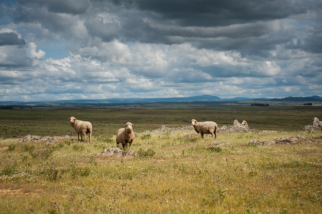 Schafe, Rinder und Cañadas - Die großen Tierwanderungen Spaniens - De la película
