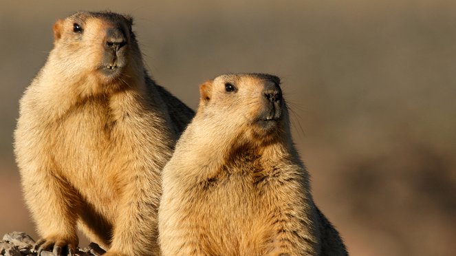 Wild Treasures of China - Photos