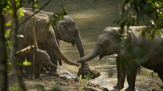 Wilde Tierreiche - Die wandernde Elefantenherde von Yunnan - Filmfotos