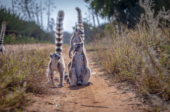 Madagaskar – Bandenkrieg der Lemuren - Hoheitsgebiete - Filmfotos