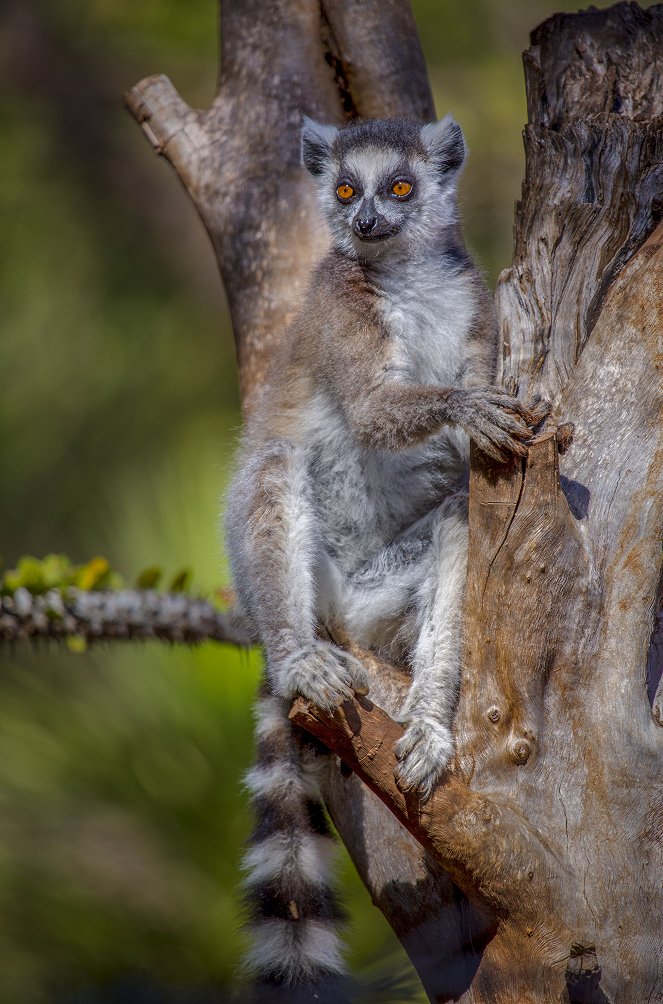 Madagaskar – Bandenkrieg der Lemuren - Hoheitsgebiete - Filmfotos
