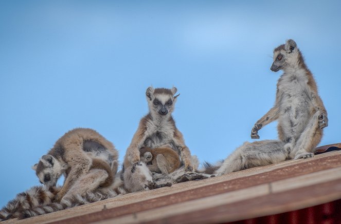 Madagaskar – Bandenkrieg der Lemuren - In der Klemme - Filmfotos