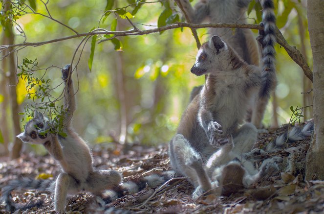 Gangs of Lemur Island - Risk and Reward - Van film