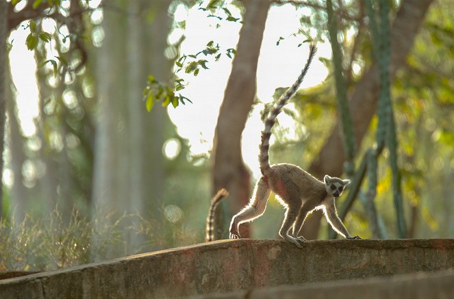 Gangs of Lemur Island - The Road to Independence - Kuvat elokuvasta