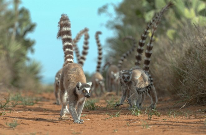 Gangs of Lemur Island - The Road to Independence - Van film