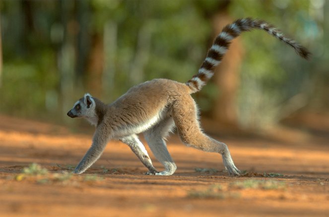 Gangs of Lemur Island - The Berenty Dynasty - Photos