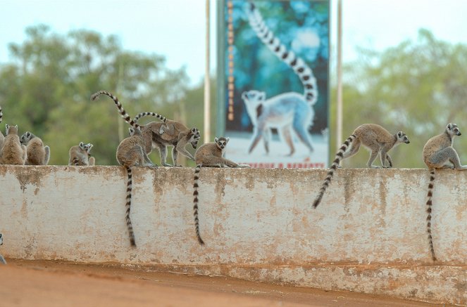 Madagaskar – Bandenkrieg der Lemuren - Die Berenty-Dynastie - Filmfotos