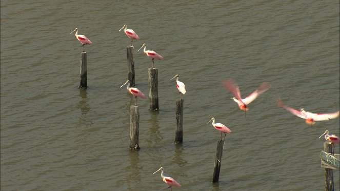 Amerika madártávlatból - Louisiana - Filmfotók