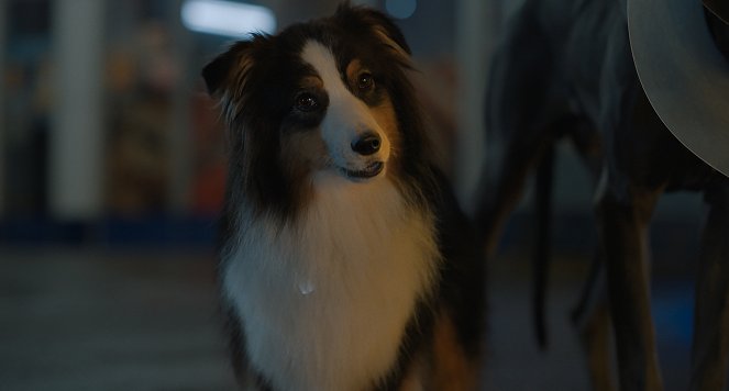 Kivert kutyák - Filmfotók