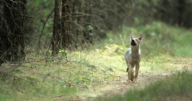 Wilder Grenzgänger - Der Wolf ist zurück - Filmfotos