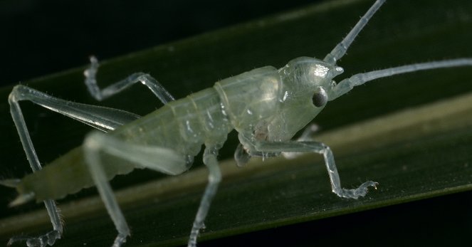 Grasshopper Republic - Photos