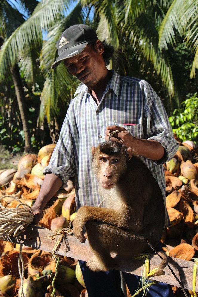 Geheimnisse Asiens - Die schönsten Nationalparks - Thailands abenteuerlicher Süden - Kuvat elokuvasta