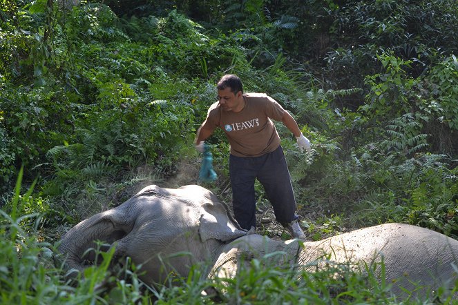 Geheimnisse Asiens - Die schönsten Nationalparks - Season 1 - Indiens Reich der großen Tiere - Filmfotók