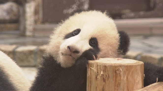 A Mother Panda's Love - Photos