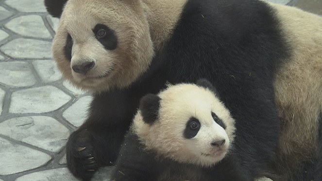 A Mother Panda's Love - Z filmu