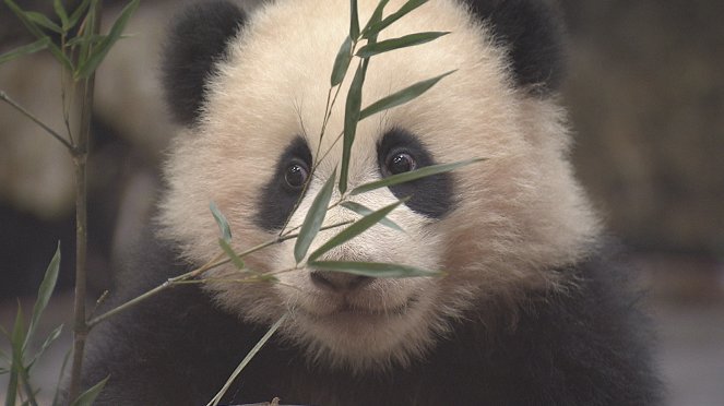 A Mother Panda's Love - Filmfotók