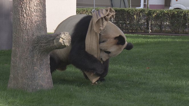 A Mother Panda's Love - Kuvat elokuvasta