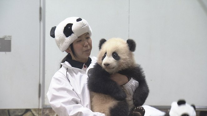 A Mother Panda's Love - Photos