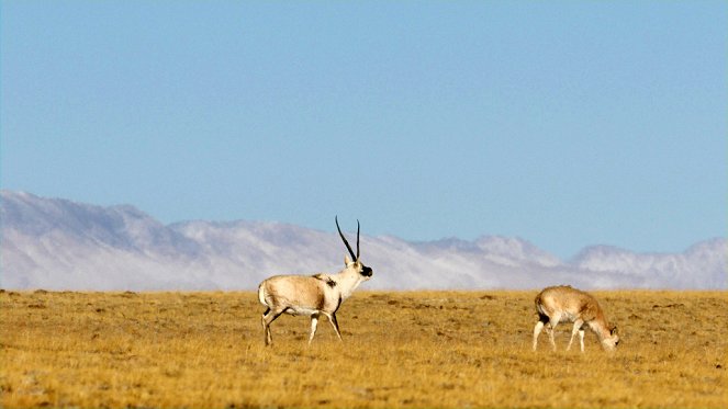 Kína vad birodalma - L'Odyssée des antilopes du Tibet - Filmfotók