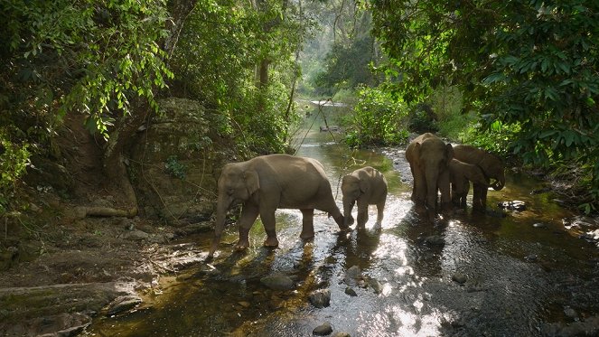 Wilde Tierreiche - Die wandernde Elefantenherde von Yunnan - Filmfotos