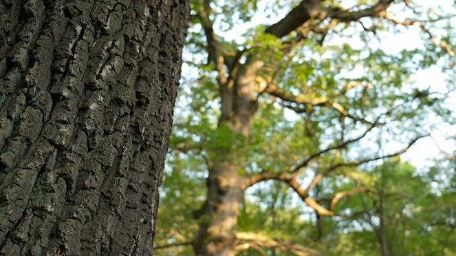 Die geheimnisvolle Sprache der Bäume - Filmfotos