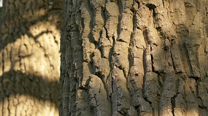 Die geheimnisvolle Sprache der Bäume - Kuvat elokuvasta