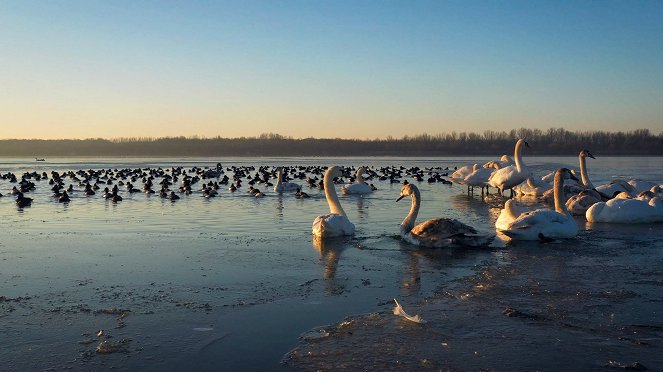 Tisza-tó, az ember alkotta paradicsom - Filmfotók