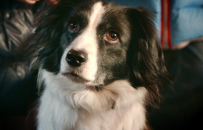 Slava der Hund - Filmfotos