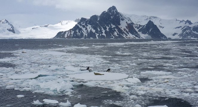 Au plus près des animaux avec Bertie Gregory - Les Vagues tueuses d’Antarctique - Film