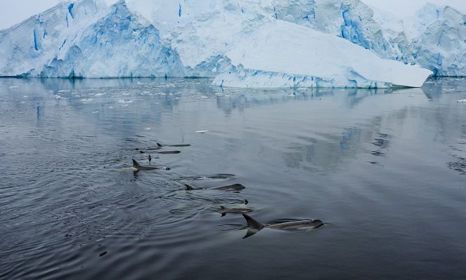 Animals Up Close with Bertie Gregory - Antarctic Killer Waves - De la película
