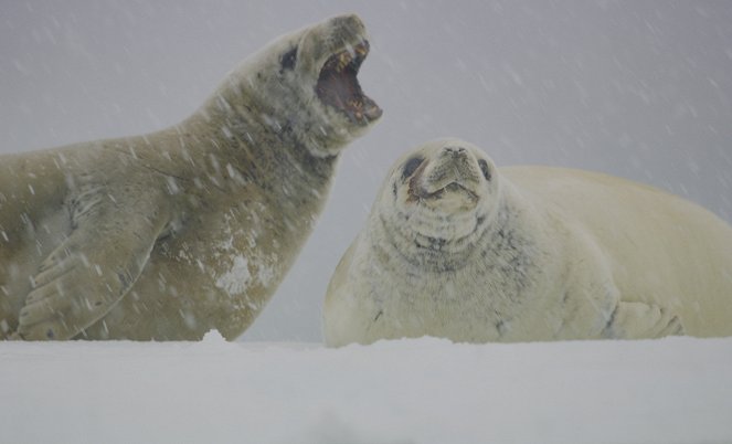 Animals Up Close with Bertie Gregory - Antarctic Killer Waves - Van film