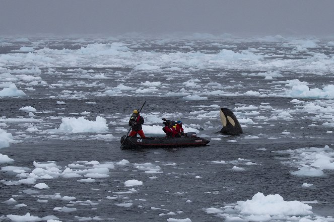 Animals Up Close with Bertie Gregory - Antarctic Killer Waves - Filmfotos