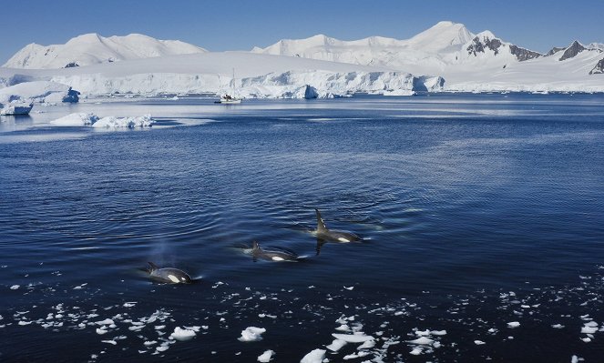 Animals Up Close with Bertie Gregory - Antarctic Killer Waves - Photos