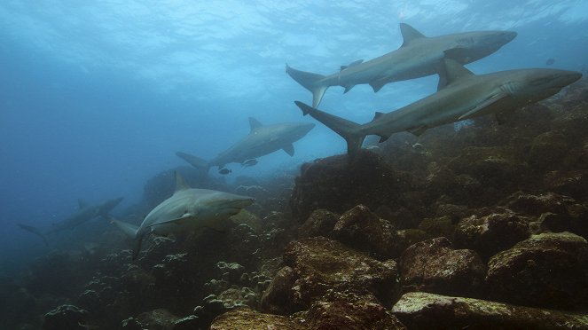 Animals Up Close with Bertie Gregory - Galapagos Marvels - Z filmu