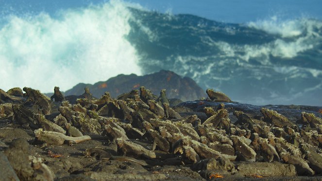 Animals Up Close with Bertie Gregory - Galapagos Marvels - De la película