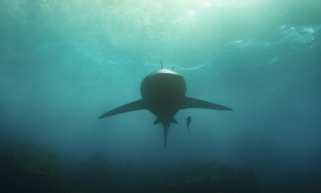 Zvířata zblízka s Bertiem Gregorym - Galapážské zázraky - Z filmu