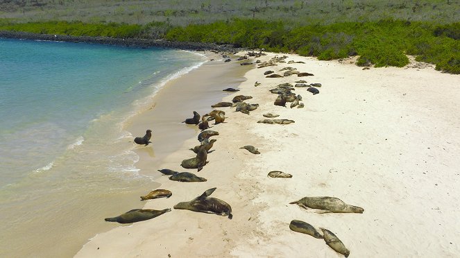 Zvířata zblízka s Bertiem Gregorym - Galapážské zázraky - Z filmu